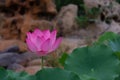 Ã¨ÂÂ·Ã¨Å Â±Ã¯Â¼ËÃ¥Â­Â¦Ã¥ÂÂÃ¯Â¼Å¡Nelumbo SP.Ã¯Â¼âºÃ¨â¹Â±Ã¦ââ¡Ã¥ÂÂÃ§Â§Â°Ã¯Â¼Å¡Lotus flowerÃ¯Â¼â° Lotus scientific name: Nelumbo sp.; English Name: lotus flower